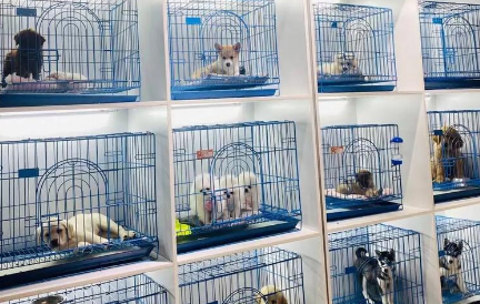 宠物店也“跑路”,宠物经济亟须“去泡沫” 宠物店也“跑路”,宠物经济亟须“去泡沫”