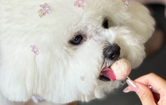 女子宠狗成瘾,花数万元为宠物办生日派对 女子宠狗成瘾,花数万元为宠物办生日派对