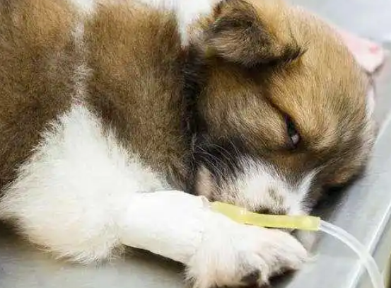 狗狗胰腺炎多久才能完全恢复