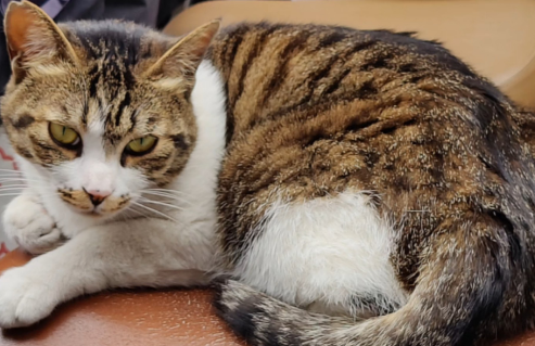 猫咪抗原检测前要禁食禁水吗? 猫咪抗原检测前要禁食禁水吗?