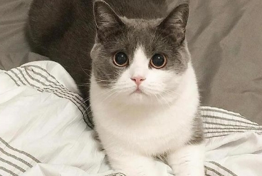 猫咪打嗝儿是怎么回事