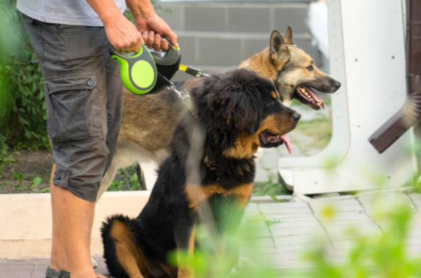 威武霸气的6大护卫犬,不但绝对忠诚,而且超服从主人 威武霸气的6大护卫犬,不但绝对忠诚,而且超服从主人