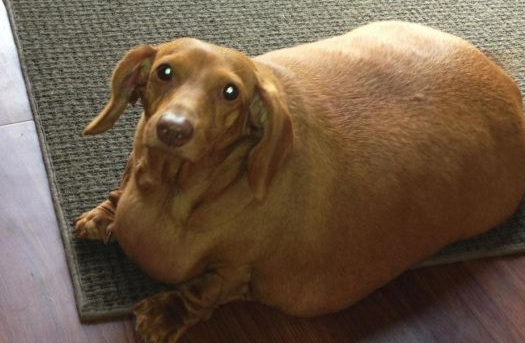 全球宠物体重危机报告:中国 50% 犬猫面临肥胖风险 全球宠物体重危机报告:中国 50% 犬猫面临肥胖风险