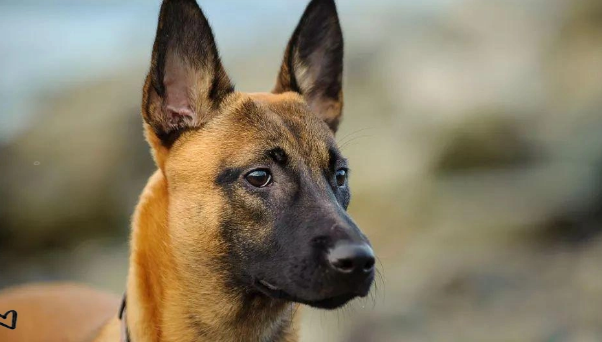 比利时马林诺斯犬的特性与养护指南！
