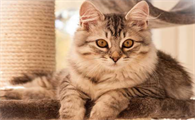 猫咪抑郁症康复后还会再次复发吗？