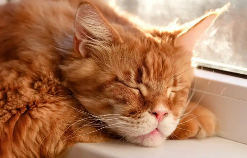 猫睡觉喜欢在柔软还是硬的地方
