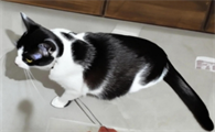 猫咪膀胱炎能痊愈吗