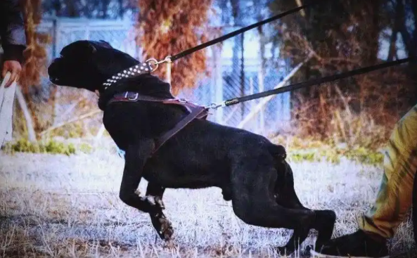 家庭安全守护：四大护卫犬为你护驾
