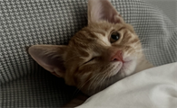 猫着凉呕吐自己会好吗