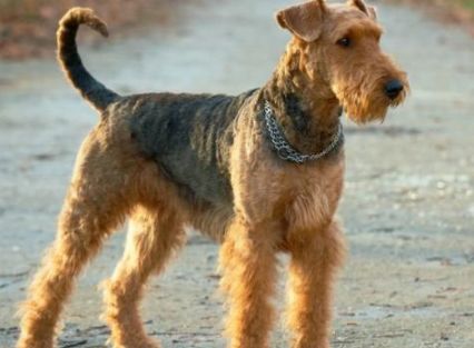 护卫犬推荐,但它们真的适合家养吗 护卫犬推荐,但它们真的适合家养吗