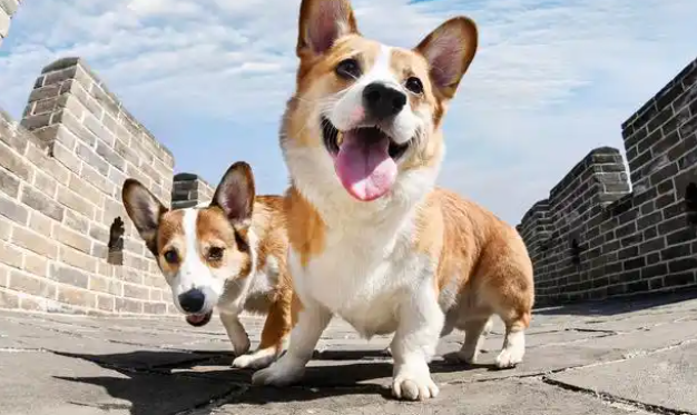 威尔斯柯基犬的魅力与饲养指南:你准备好了吗? 威尔斯柯基犬的魅力与饲养指南:你准备好了吗?