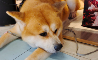 狗狗先是呕吐后来拉稀
