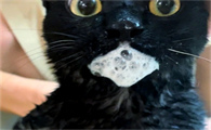 猫突然吐出一些白色液体