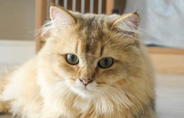 猫咪抽搐后会有后遗症吗 猫咪抽搐后会有后遗症吗