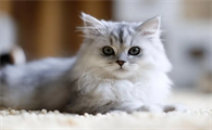 猫咪抑郁症用吃药治疗吗