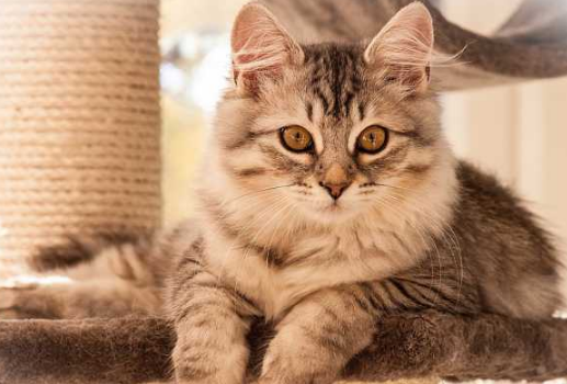 猫咪抑郁症康复后还会再次复发吗？