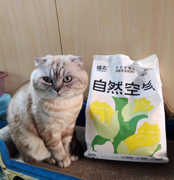 怎么教小奶猫用猫砂？这份温柔指南请收好