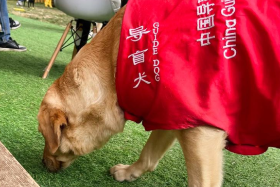 陕西历史博物馆导盲犬事件:六千年文明与无障碍权益的碰撞 陕西历史博物馆导盲犬事件:六千年文明与无障碍权益的碰撞