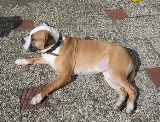 狗狗脱肛怎么治疗