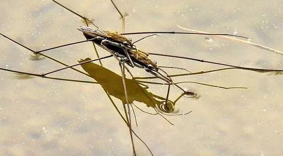 探索水蜘蛛的独特生活：终生潜水，结网而居