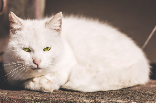 猫咪肠炎用中药治疗效果好不好？