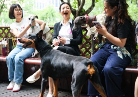 夏日的“靓仔”为何永远是一只奇装异服的宠物？