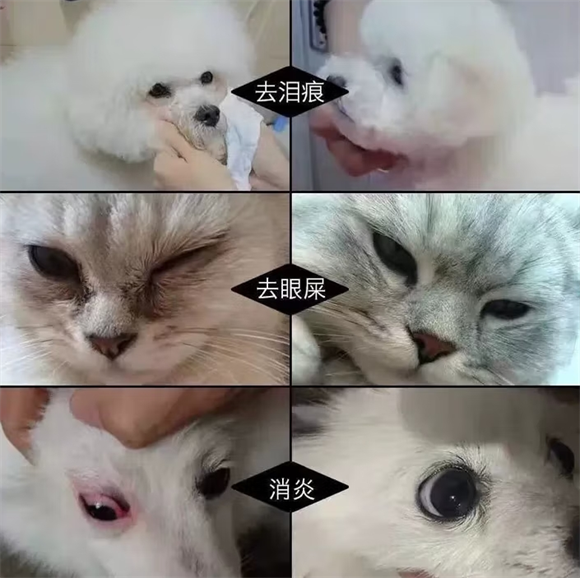 比熊泰迪博美泪痕救星！UCK去泪痕滴眼液
