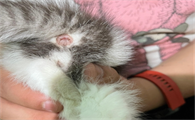 猫咪大完便之后肛门处有血丝
