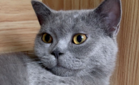 猫吃冻干后没消化就吐出来了