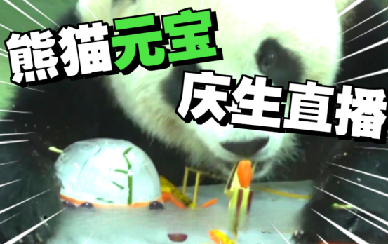 “圆宝”5岁啦 台北动物园为其庆生 “圆宝”5岁啦 台北动物园为其庆生