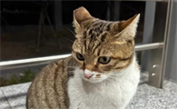 猫咪吐血水是什么原因
