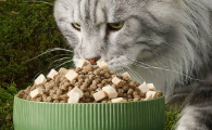 安全可靠的猫粮选哪种？宠爱喵星人，从入手网易严选猫粮开始