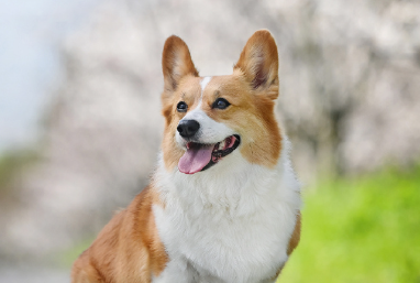 宠物行业发展动能强劲,板块投资机遇值得关注 宠物行业发展动能强劲,板块投资机遇值得关注