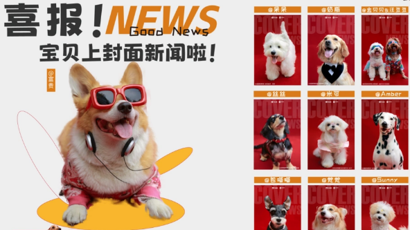 成都萌宠美食节,上百只毛孩子共赴盛夏狂欢 成都萌宠美食节,上百只毛孩子共赴盛夏狂欢