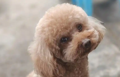 狗狗乳腺肿瘤破裂溃烂能愈合么