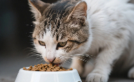 低蛋白猫粮推荐：NOW鲜肉无谷粮——呵护特殊需求猫咪的健康选择