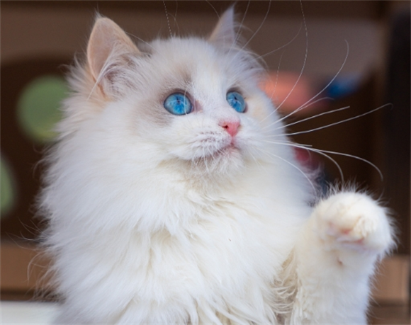 怎样教小奶猫不咬人 怎样教小奶猫不咬人