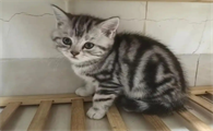 猫咪驱虫去宠物店还是自己