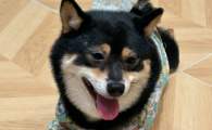 狗狗眼睛有白内障用什么药物治疗