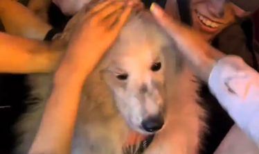 萨摩耶在火把节上被众人抹灰。网友：给人抹成陨石边牧了