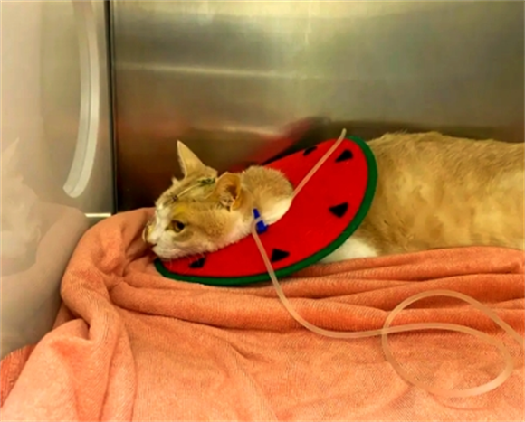 猫咪肝炎能活多久