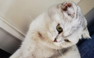 猫白内障症状怎么治疗