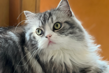 猫吃完螃蟹怎么补救 猫吃完螃蟹怎么补救