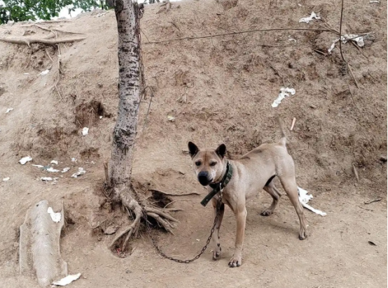 黄石箭毛犬,被遗忘的“猎犬之王” 黄石箭毛犬,被遗忘的“猎犬之王”