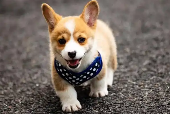 狗瘟热和犬细小病毒病有啥区别