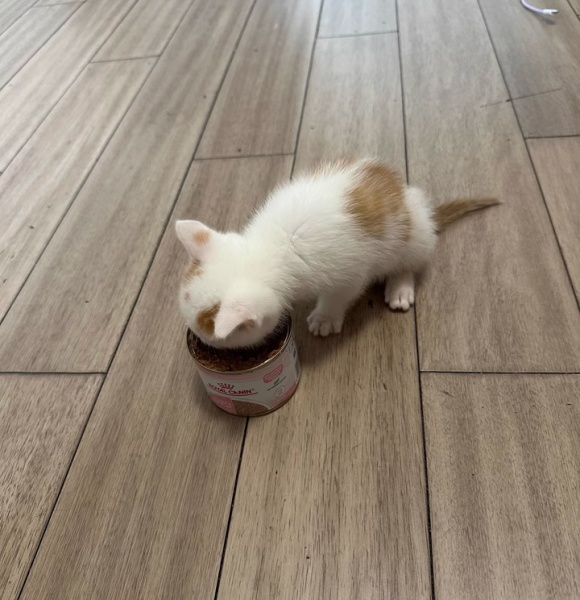 哪个牌子的幼猫罐头好？我家猫靠皇家慕斯奶糕罐完成