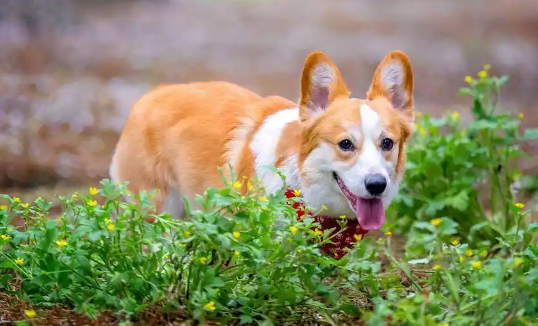 威尔斯柯基犬的养成秘籍：你绝不能错过的注意事项！