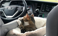 宠物猫腹水是怎么引起的呢