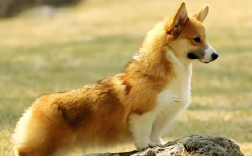 怀疑威尔斯柯基犬是串串?这篇文章教你分辨 怀疑威尔斯柯基犬是串串?这篇文章教你分辨