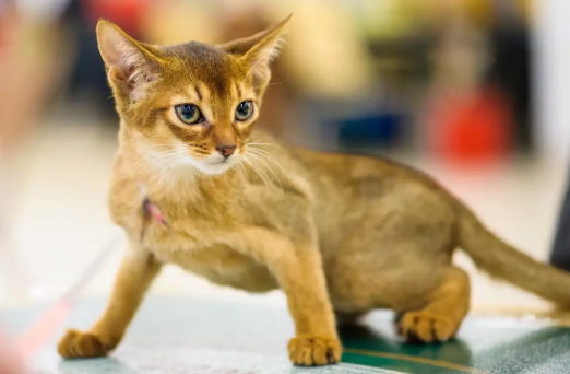 猫咪假孕和年龄大小有关吗 猫咪假孕和年龄大小有关吗